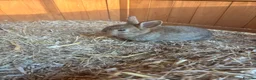 Mixed Breed rabbits for sale: Baby rabbits - Advert 3
