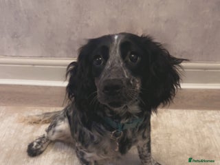 Sprocker dogs Olive - Advert 2