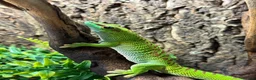 Gecko reptiles for sale: Giant Madagascan Day Gecko For Sale  in Newbury - Advert 1