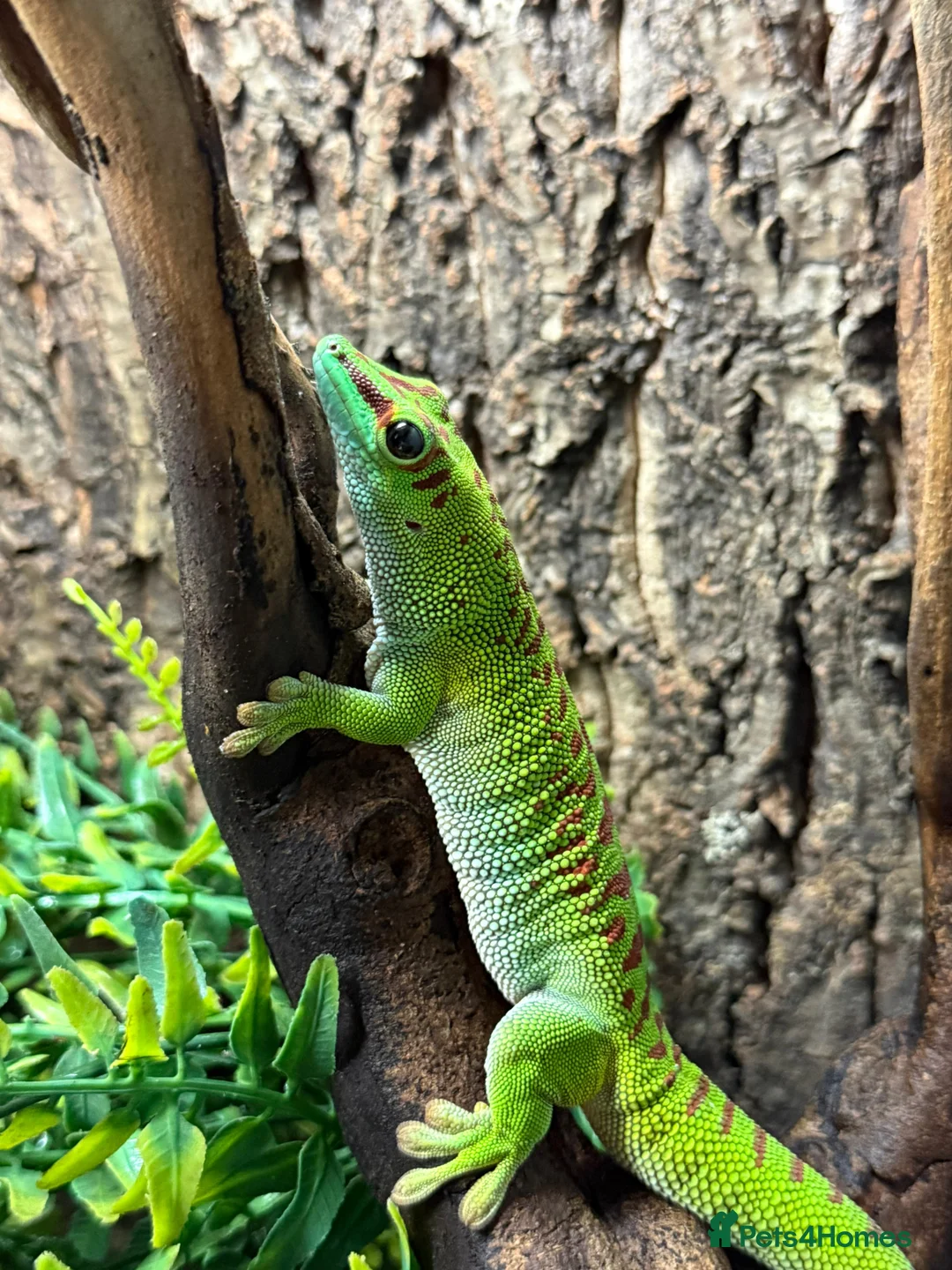Gecko reptiles for sale: Giant Madagascan Day Gecko For Sale  in Newbury - Advert 1