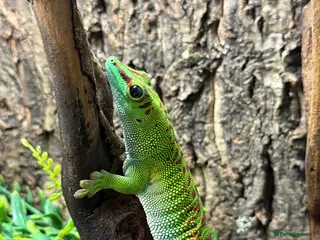 Gecko reptiles Giant Madagascan Day Gecko For Sale - Advert 1