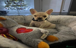 French Bulldog dogs for stud: 🔥 SIMBA 🔥 French Bulldog for Stud - Advert 13