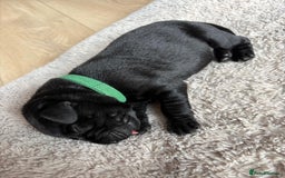 Labrador Retriever dogs for sale: Beautiful litter of kc registered labrador  - Image 13