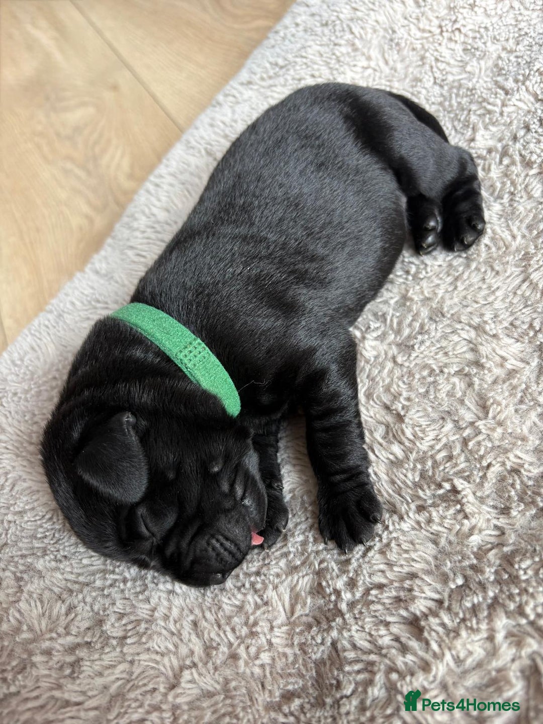 Labrador Retriever dogs for sale: Beautiful litter of kc registered labrador  - Image 13