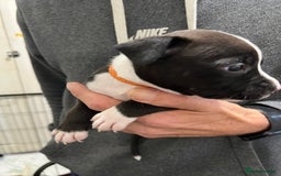 Mixed Breed dogs for sale: 3 Beautiful puppies looking for forever homes. - Advert 18