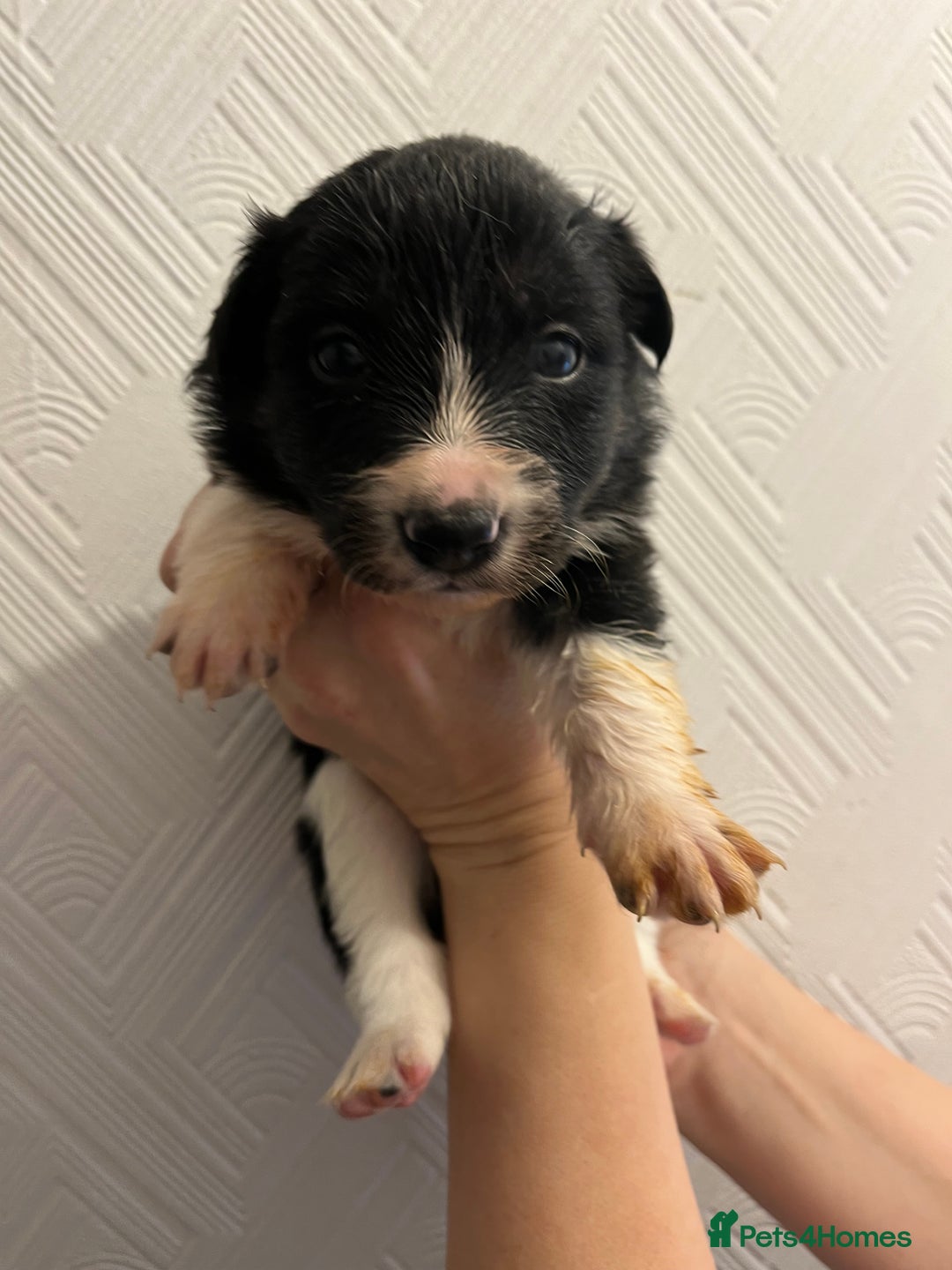 Border Collie dogs for sale: Pure Bred Border Collie Puppies - Advert 5