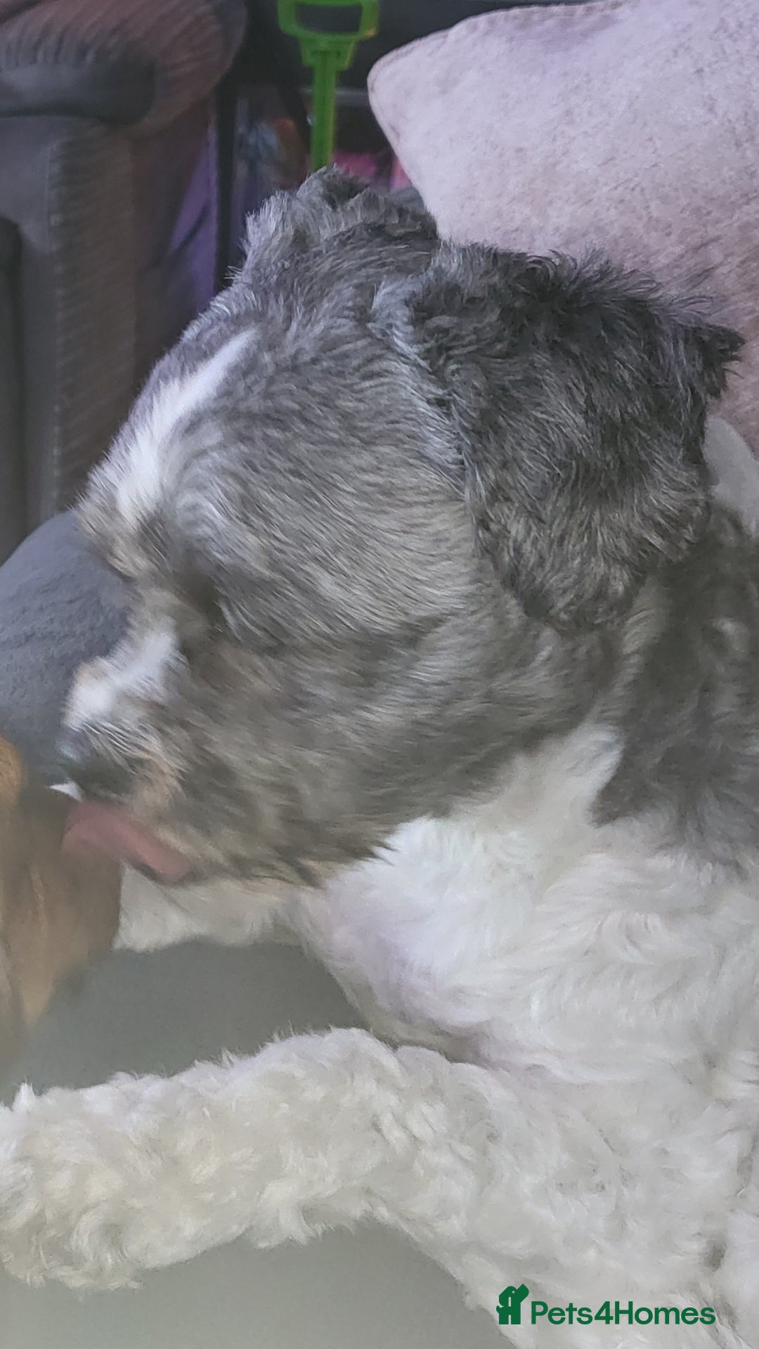 Zuchon dogs for sale: Pedro is 4 years old - Advert 1