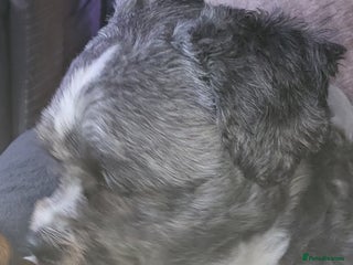 Zuchon dogs Pedro is 4 years old - Advert 2