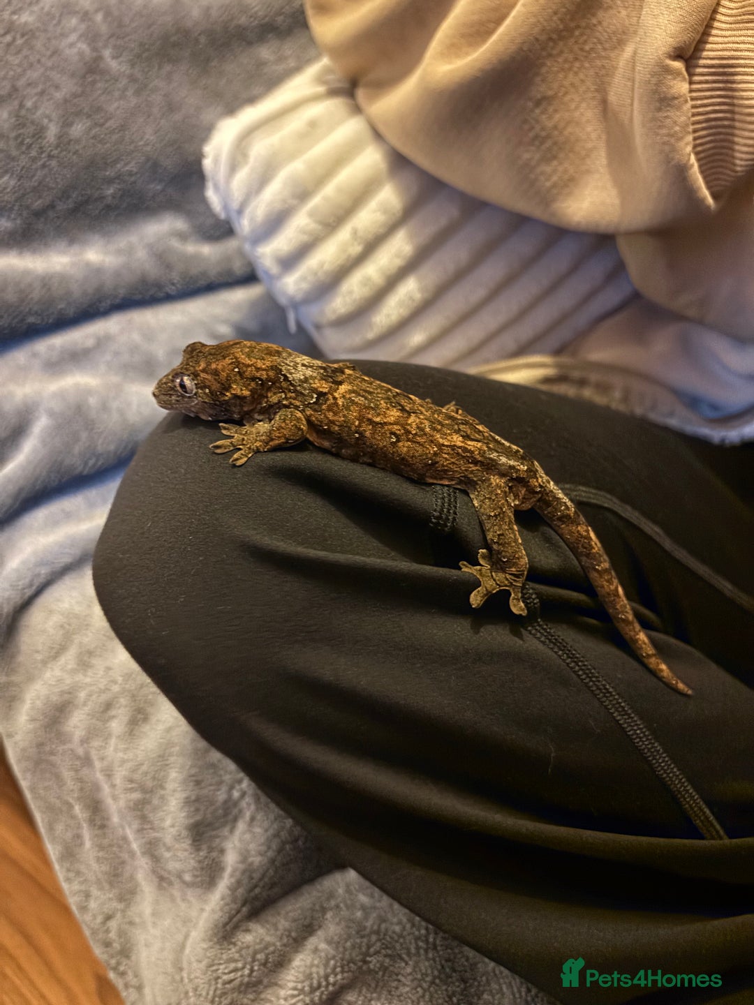 Gecko reptiles for sale: Male Mossy Gecko (Chahoua) - Advert 6
