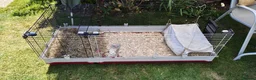 Guinea Pig rodents for sale: Pair of female Guinea pigs. in Waltham Cross - Advert 4