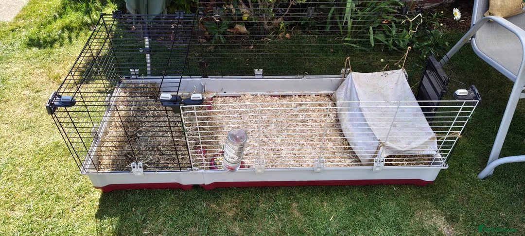 Guinea Pig rodents for sale: Pair of female Guinea pigs. in Waltham Cross - Advert 4
