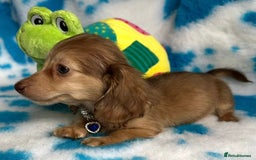 Miniature Dachshund dogs for sale: Beautiful mini long haired pups available  - Image 8