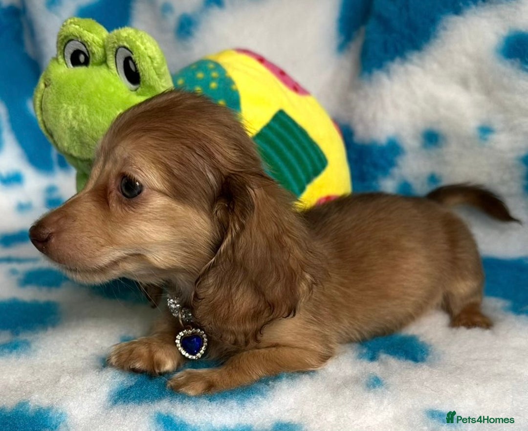 Miniature Dachshund dogs for sale: Beautiful mini long haired pups available  - Image 8