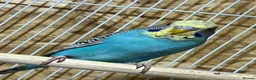 Budgerigars birds for sale: Budgies  - Advert 7