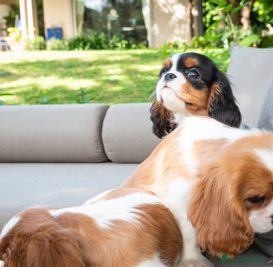 Cavalier King Charles Spaniel dogs for sale: High quality Cavalier King Charles Spaniel Puppies - Image 12