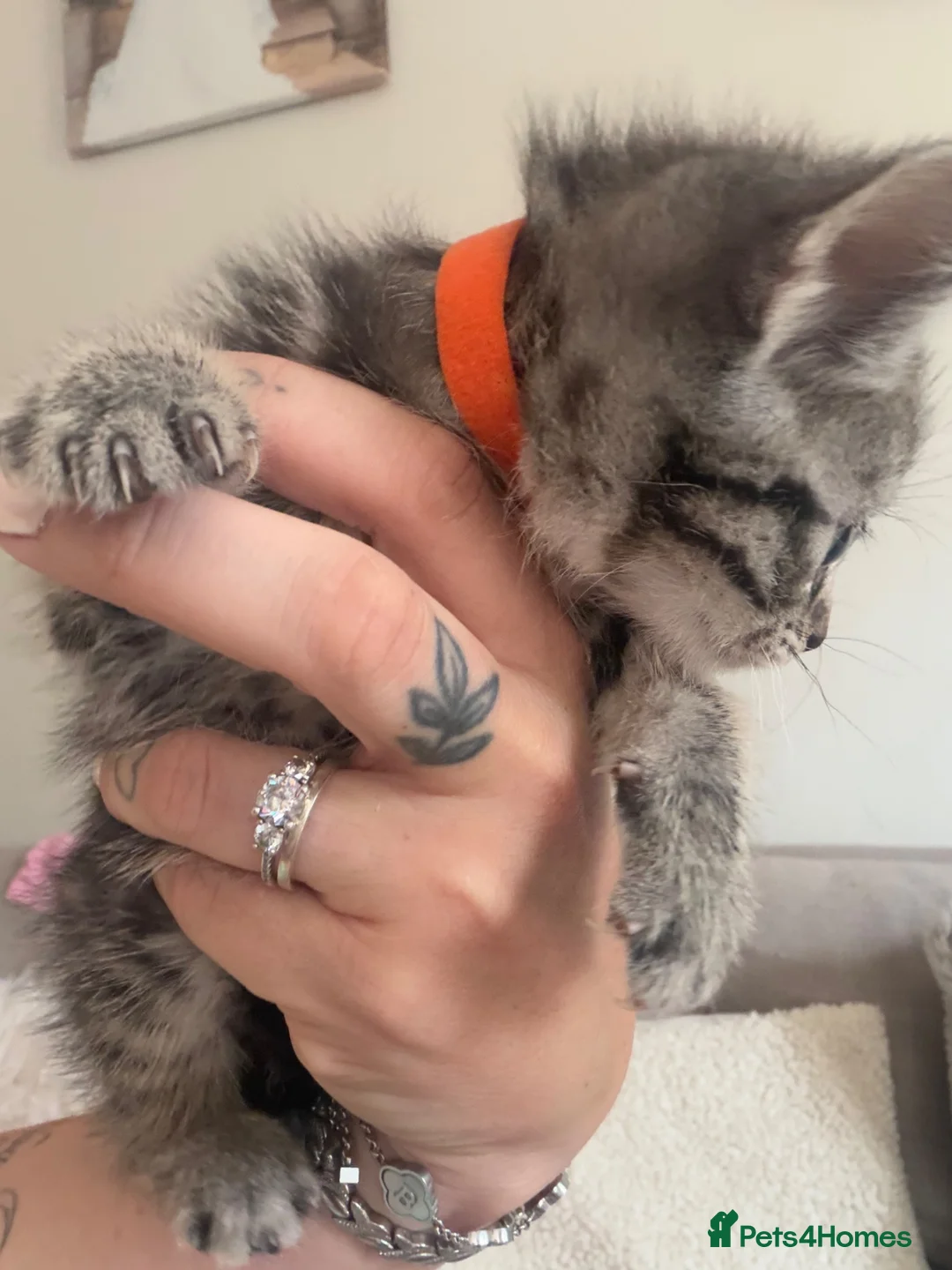 Mixed Breed cats for sale: 2 Beautiful grey striped kittens! - Advert 11