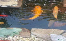 Koi Carp fish for sale: Koi Carp fish/ mixed fish - Image 8