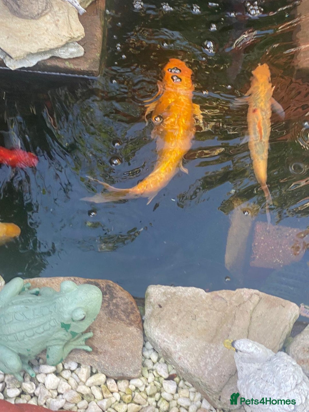 Koi Carp fish for sale: Koi Carp fish/ mixed fish - Image 8