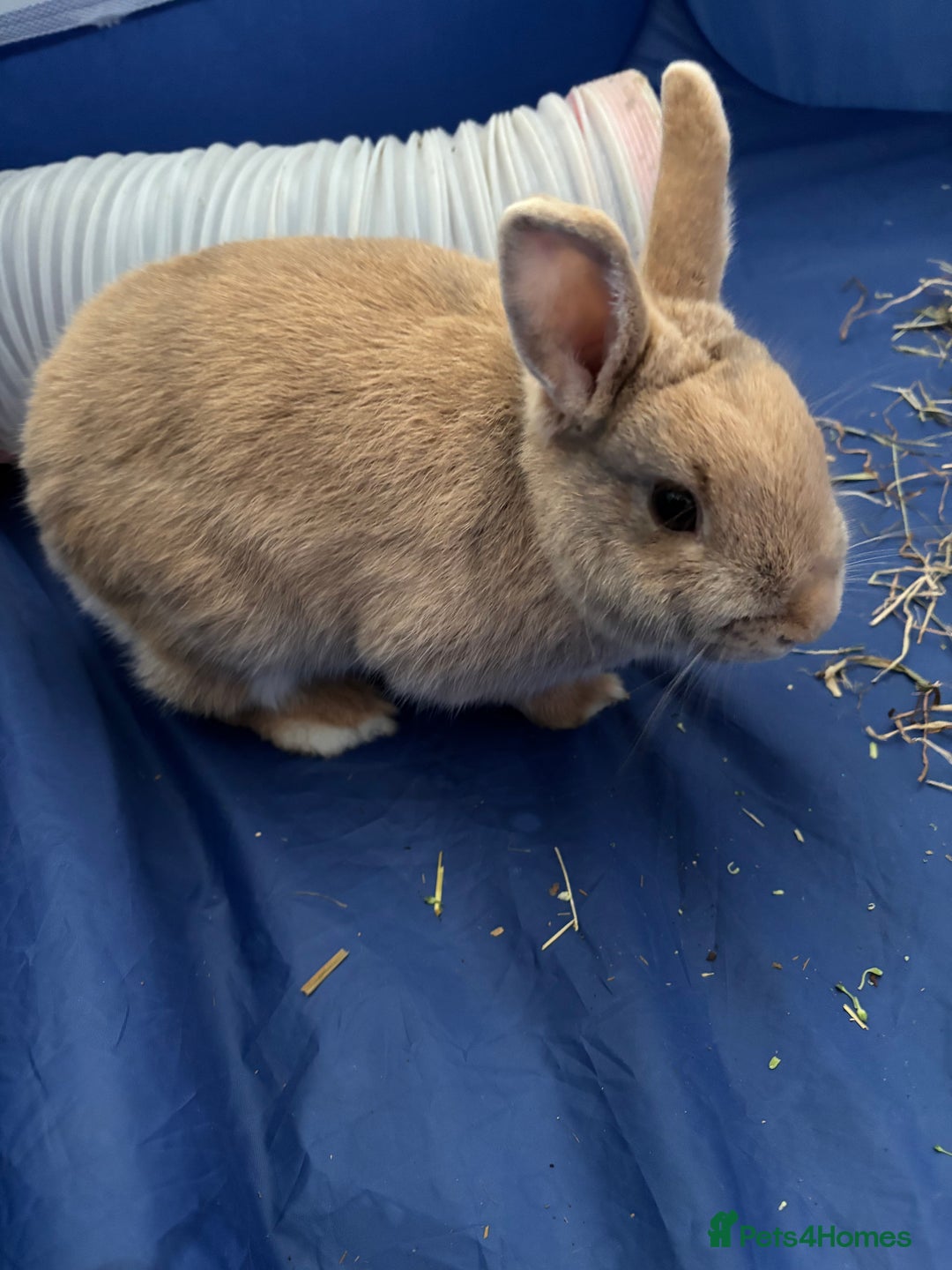Netherland Dwarf rabbits for sale: 2 year old Netherlands dwarf rabbit - Advert 2
