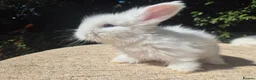 Angora rabbits for sale: 🩷 FULL FACE ANGORA BABIES- PARENTS FROM🇫🇷 - Advert 18