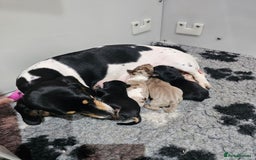 Miniature Dachshund dogs for sale: Miniature Smooth Dachshund Puppies  - Image 15