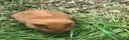Guinea Pig rodents for sale: Baby Guinea pigs - Advert 2