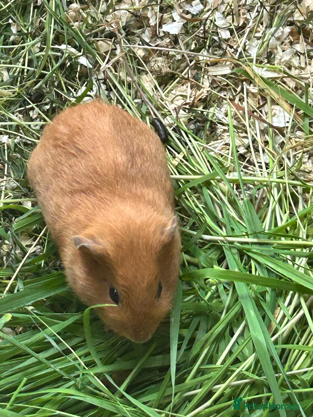 Guinea Pig rodents for sale: Baby Guinea pigs - Advert 2
