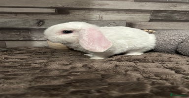 Mini Lop rabbits - Advert 3