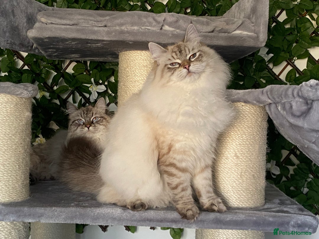Siberian cats for sale: 🌓Word Champion Grandfather 🌖 - Advert 22
