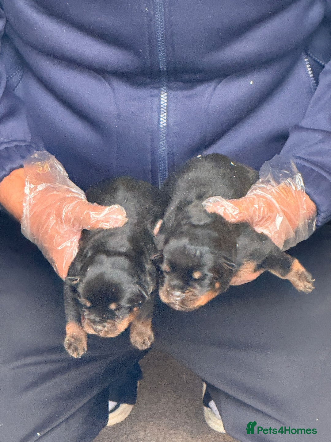 Rottweiler dogs for sale: Top quality kc pups for sale timitor X edelstein - Advert 3