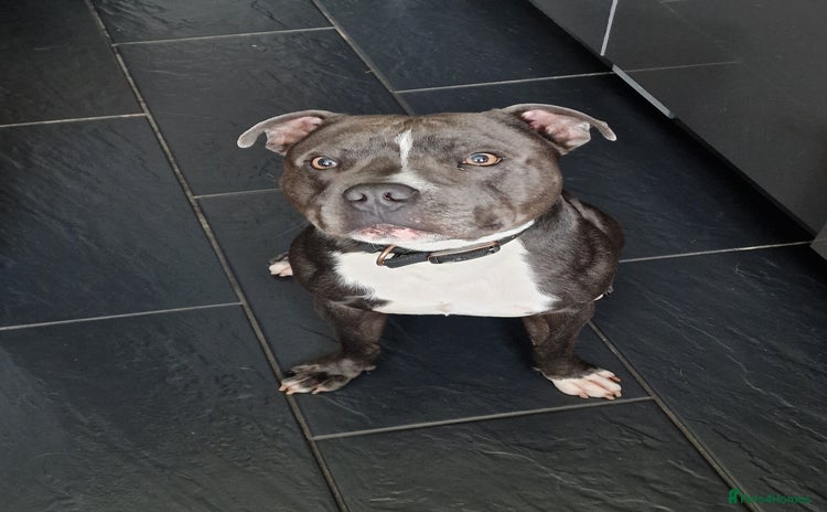 Staffordshire Bull Terrier dogs - Advert 2