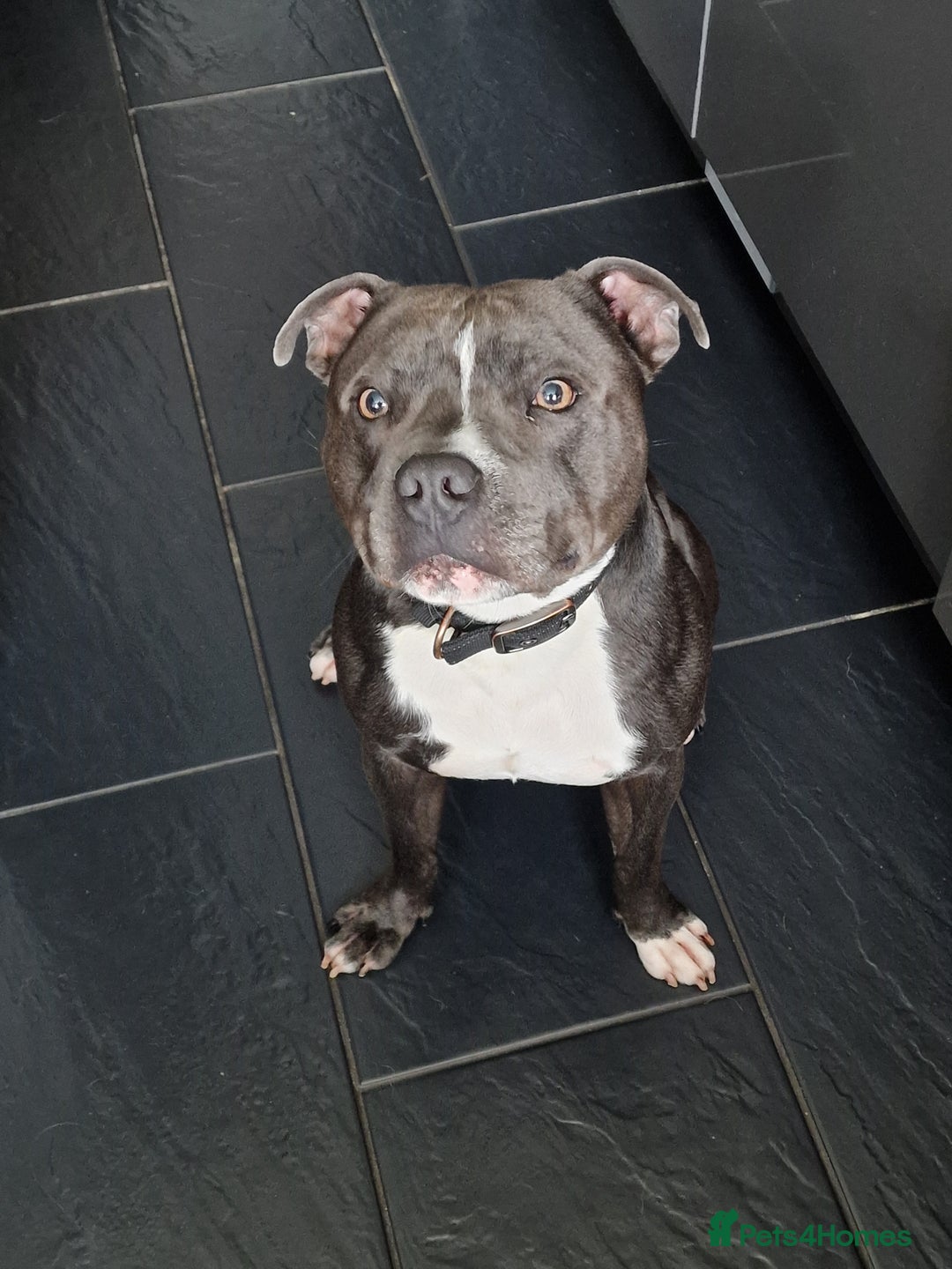 Staffordshire Bull Terrier dogs for sale: Blue and White Male Staffy for Rehome  - Image 1