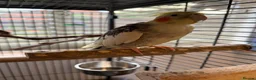 Cockatiels birds for sale: Kira and Pika locking for a loving new home  - Advert 9