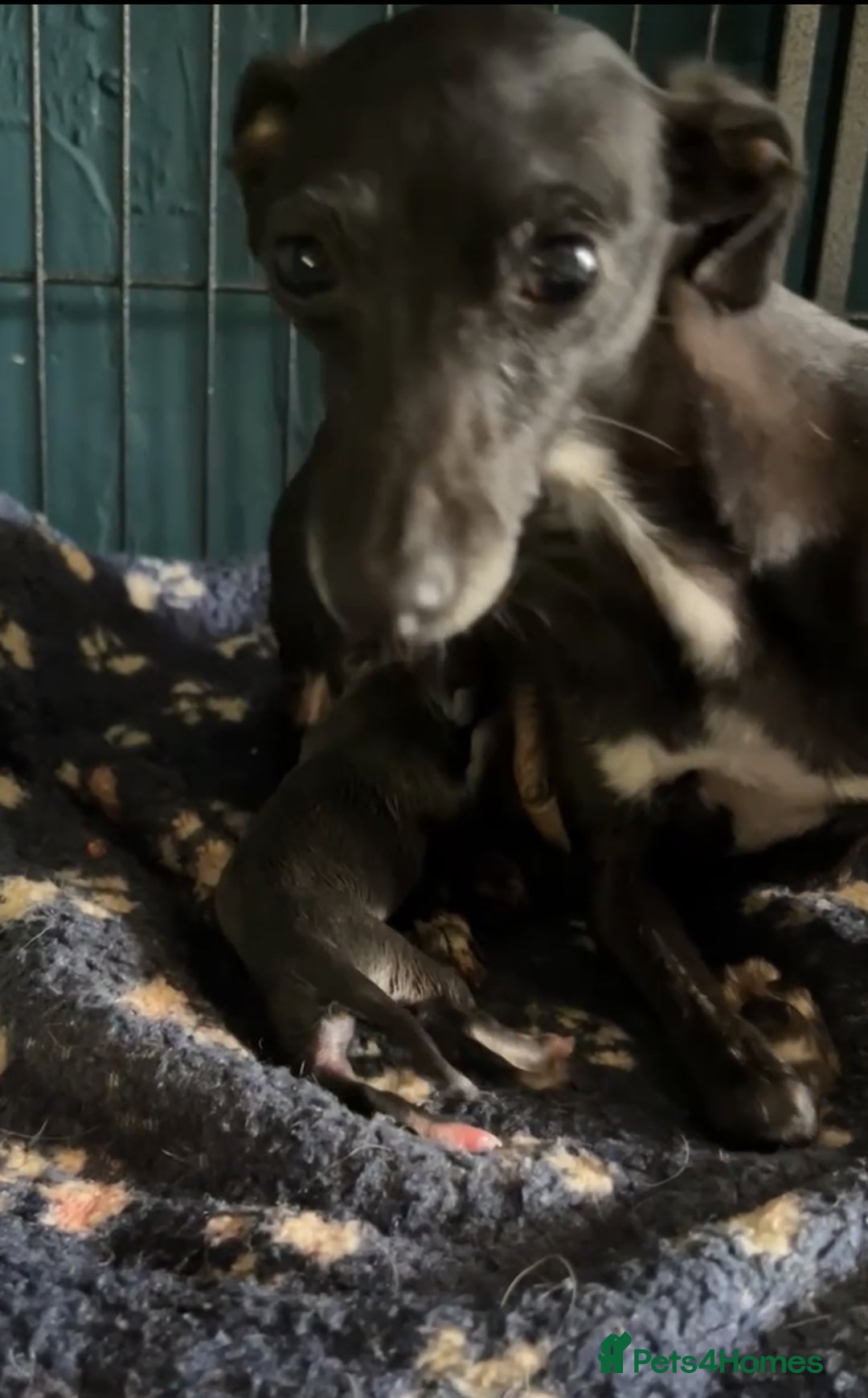 Italian Greyhound dogs for sale: Adorable handsome Italian greyhound  - Advert 8