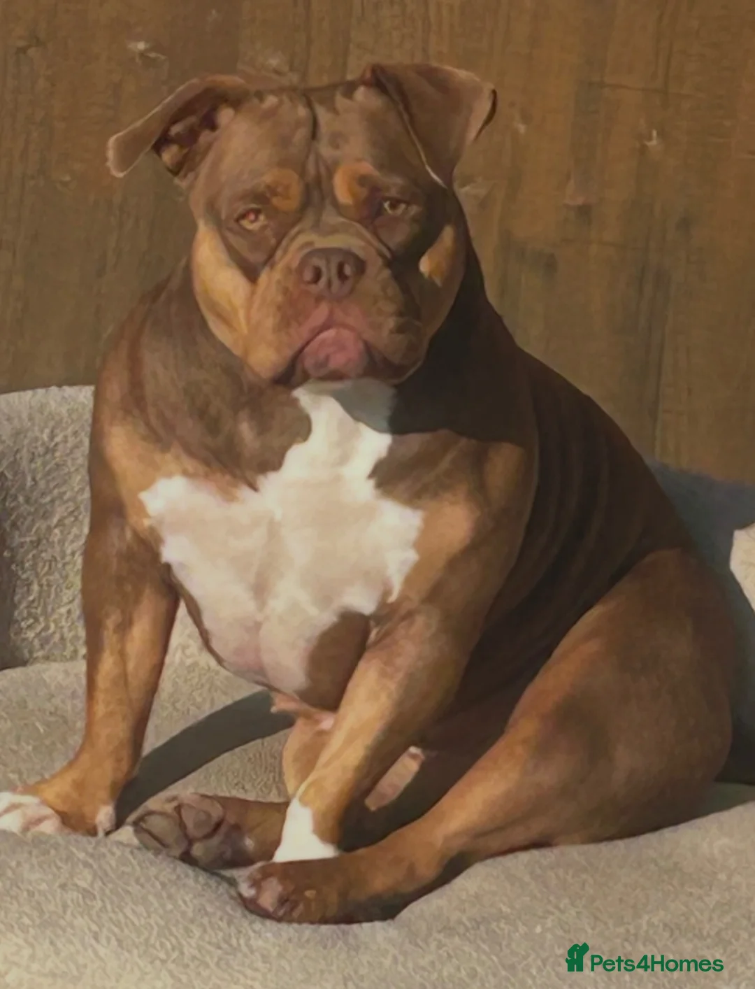 American Bully dogs for sale: Chocolate tri pocket bully female. - Advert 2