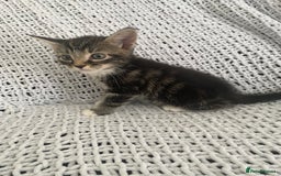 Mixed Breed cats for sale: Beautiful kittens for sale  - Image 9