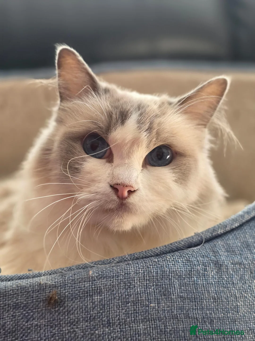 Ragdoll cats for sale: GCCF Registered Ragdoll Kitten - Advert 8
