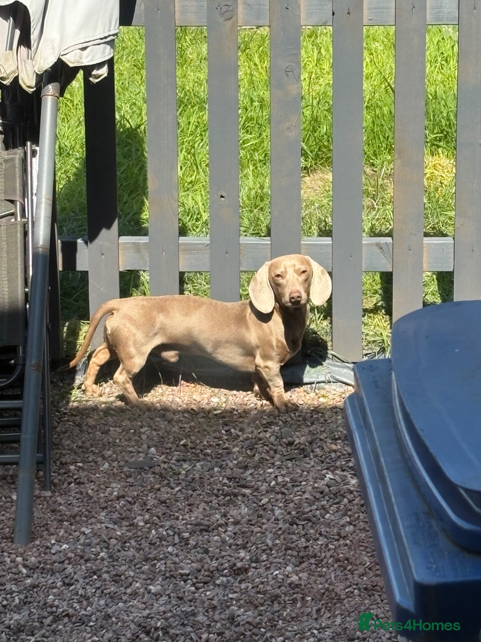 Miniature Dachshund dogs Grey miniature dachshund  - Advert 1