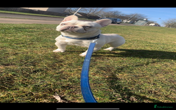 French Bulldog dogs for stud: Solid blue Merle platinum carrying testable and L1 in Aberdeen - Image 4