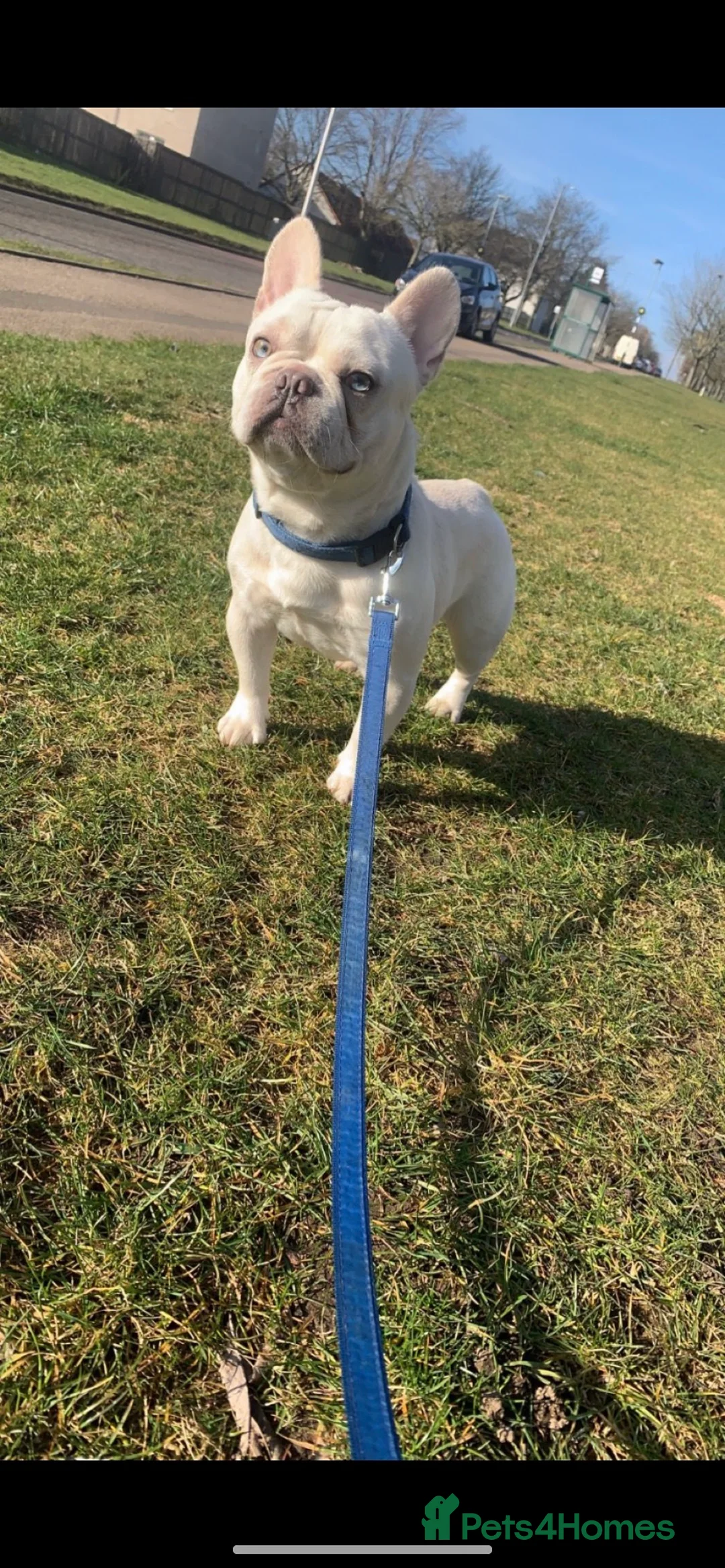 French Bulldog dogs for stud: Solid blue Merle platinum carrying testable and L1 in Aberdeen - Advert 4
