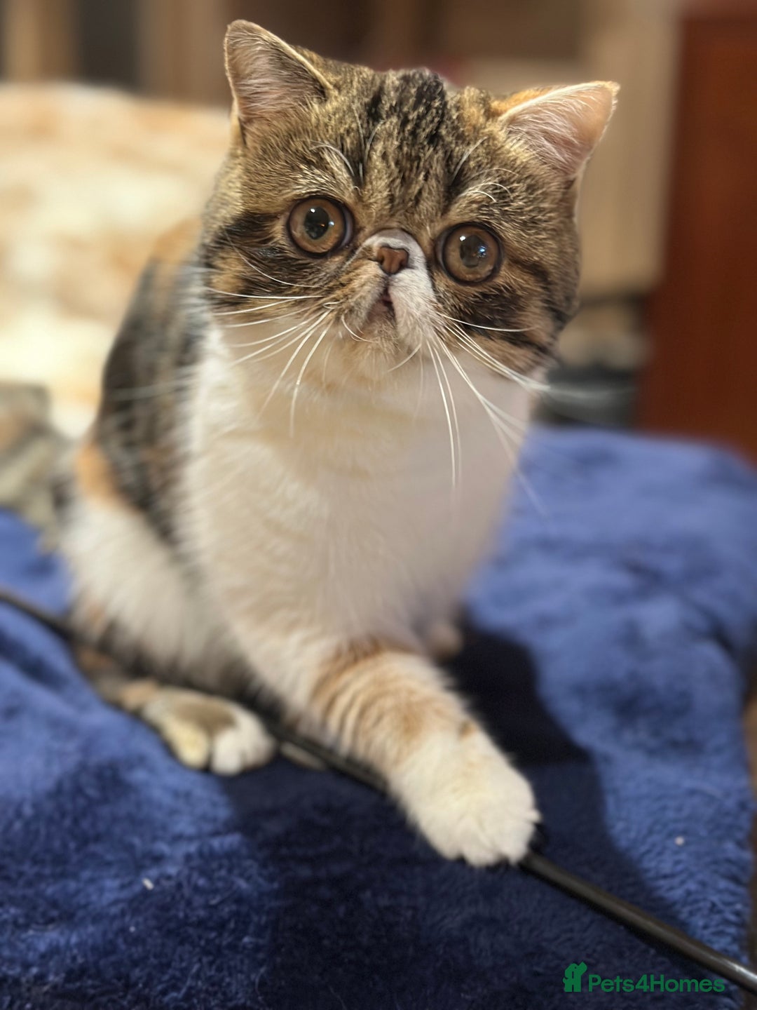 Exotic cats for sale: Exotic Shorthair female looking for her new home - Image 1