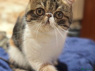 Exotic cats - Advert 1