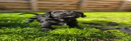 Mixed Breed dogs for sale: Field spaniel cross puppies kc Activity registered - Advert 11