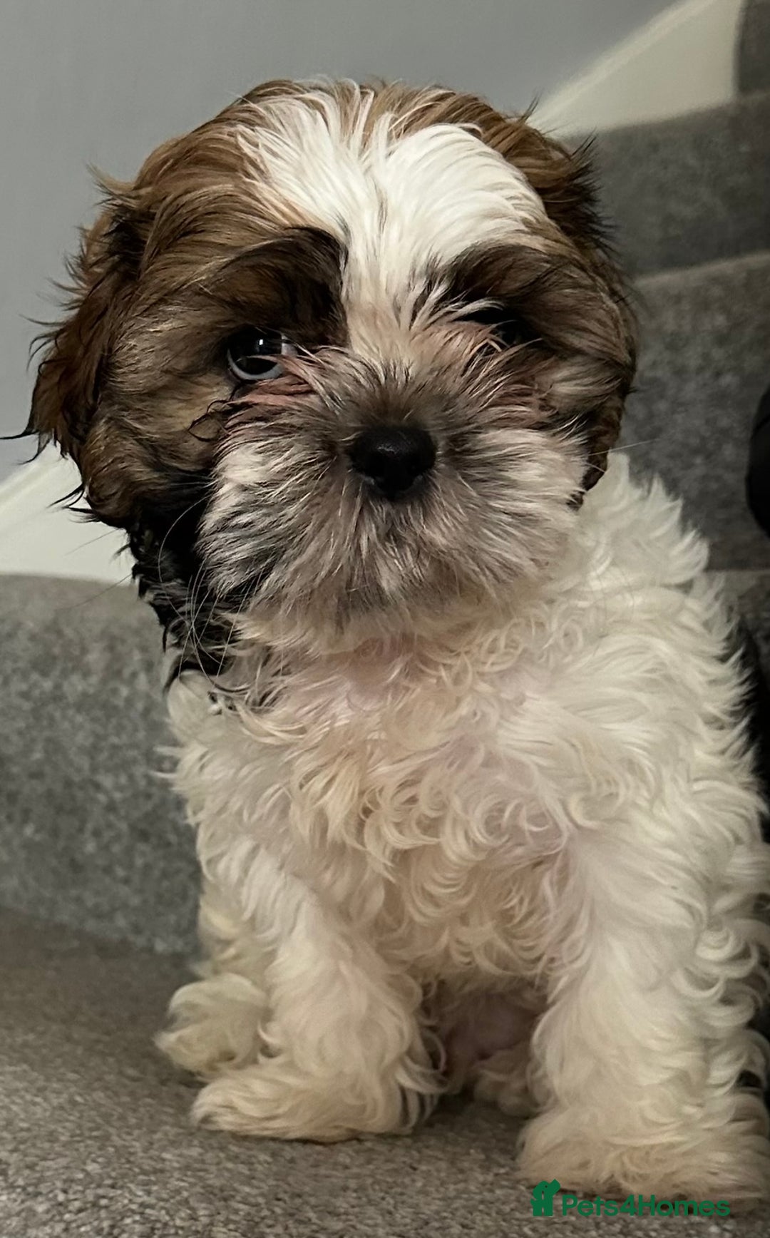 Shih Tzu dogs for stud: Shih Tzu FOR STUD ONLY - Image 6