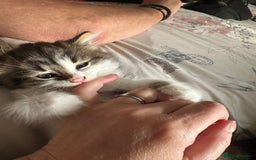 British Longhair cats for sale: Ready Now!! Beautiful BLH Kittens 💜🐾 - Image 9
