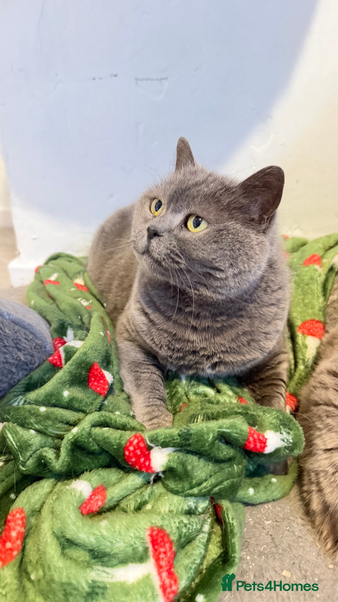 Mixed Breed cats for sale: Mixed bsh kittens looking forever homes  - Advert 2