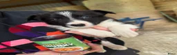 Welsh Collie dogs for sale: Adorable Mid Wales border collie puppies for sale - Advert 9