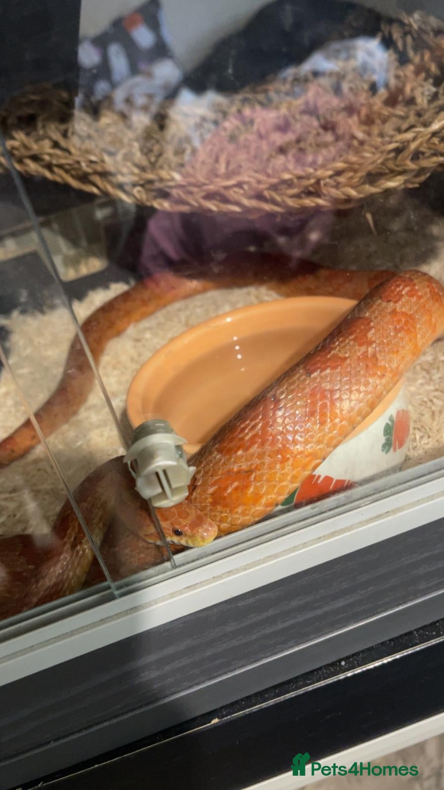 Corn Snake reptiles Corn Snake with Vivarium and Heat Mat - Advert 5