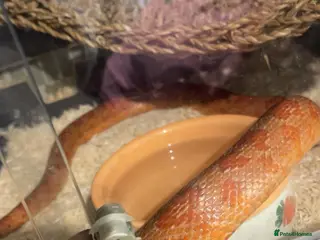 Corn Snake reptiles Corn Snake with Vivarium and Heat Mat - Advert 7