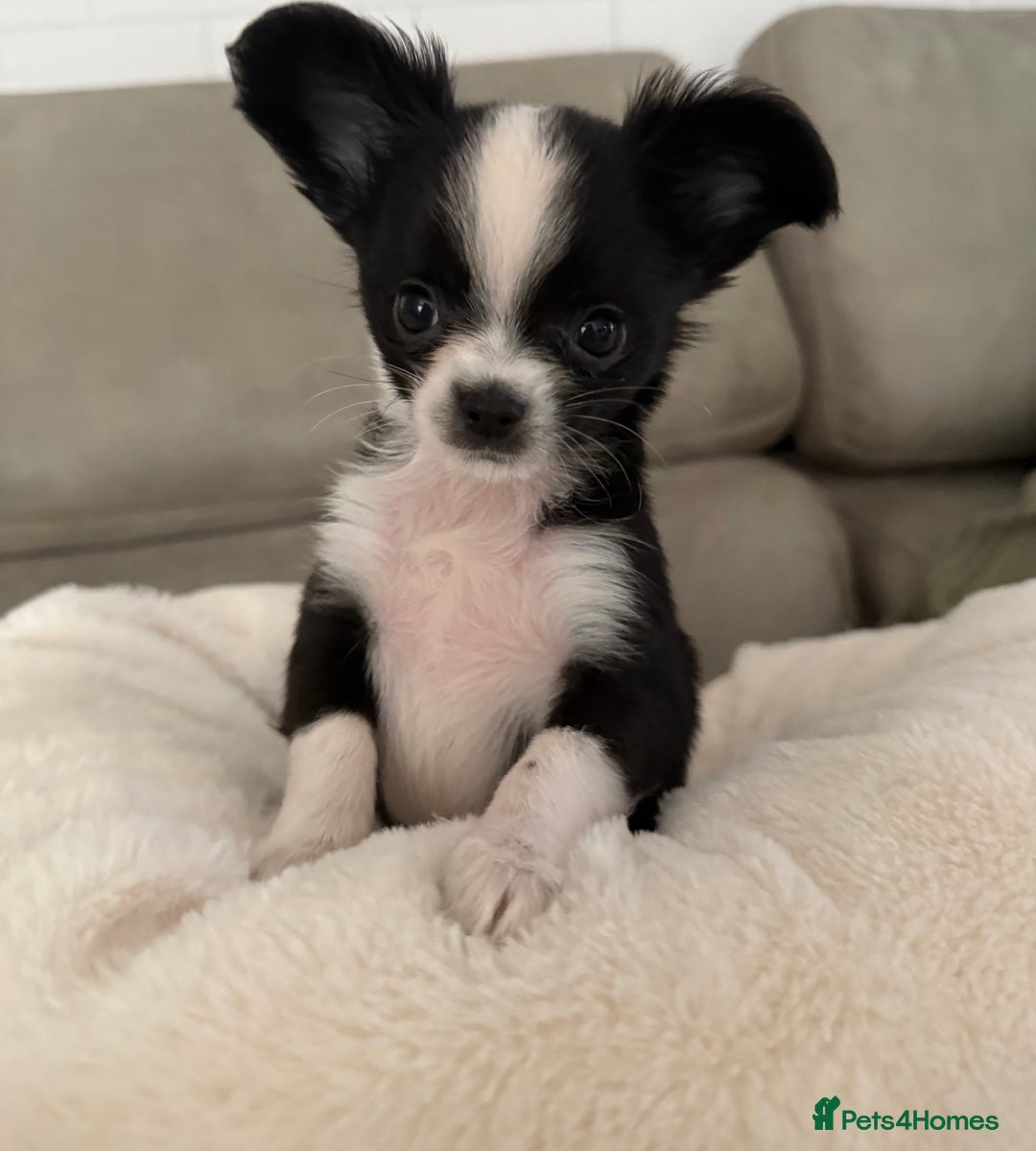 Chipoo dogs for sale: Chipoo puppies - Image 5